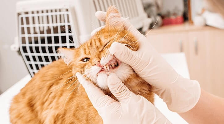 Dental-Care Dental-Care