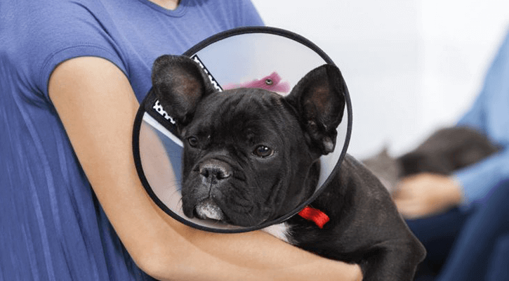 Spay Neuter Spay Neuter