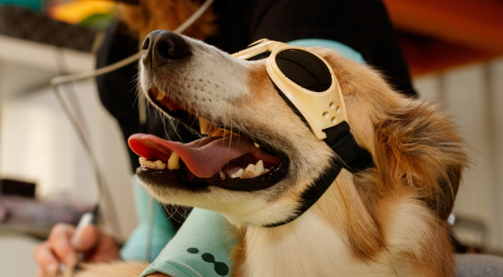 Cold Laser Therapy for Pain Management on a happy dog